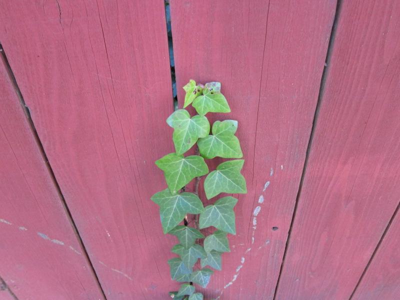 red fence with green ivy