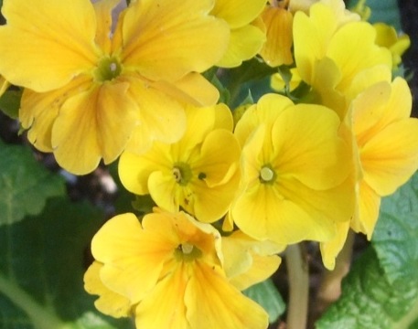 yellow flowers