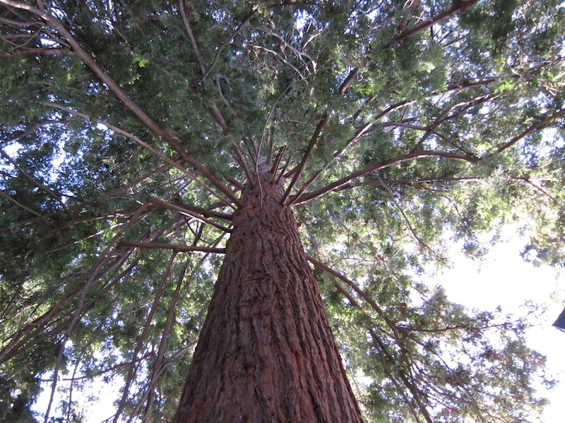 redwood tree